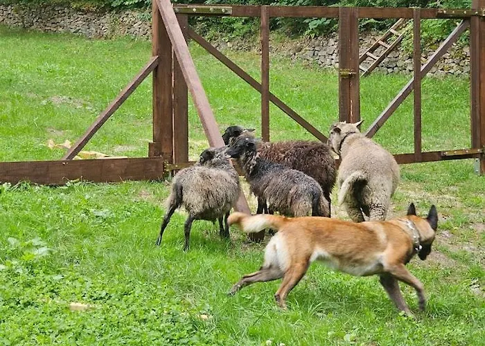 게스트하우스 Baltic 폴라니카-즈루이